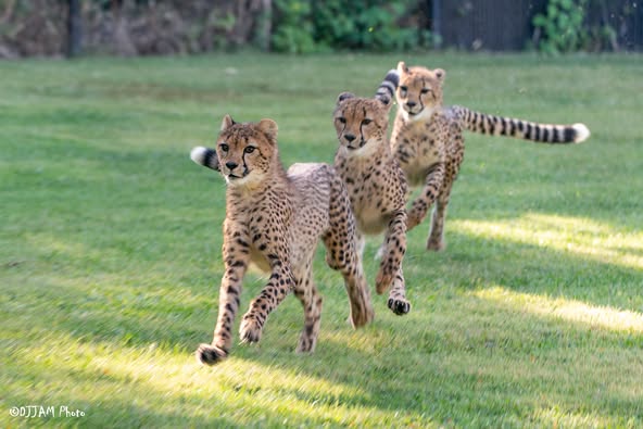 The 10-month-old cheetahs, Zola, Lulu, &amp; Kiara are practicing running on the lure and getting faster every day.
