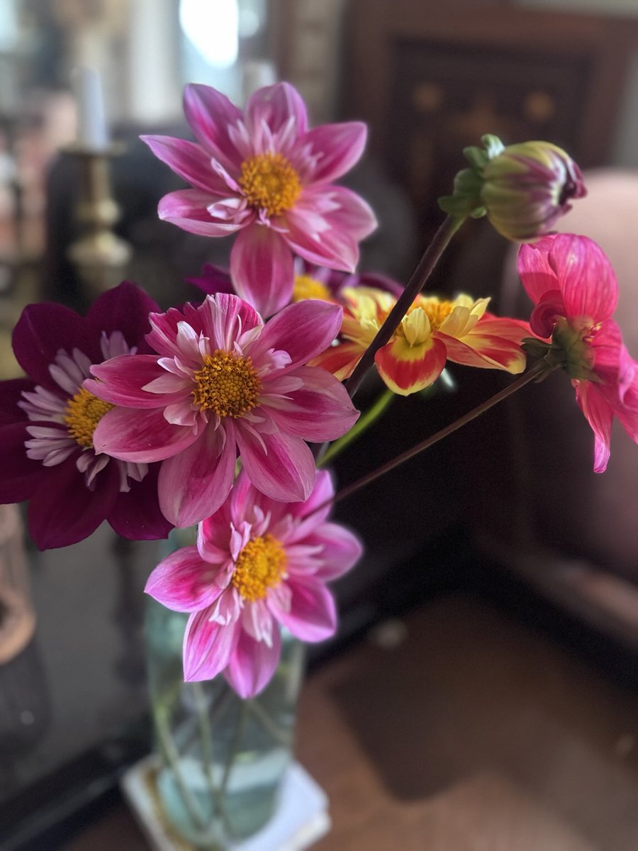 A few collarette dahlia… they were pollinated so not good enough to use in my bouquets 🌸