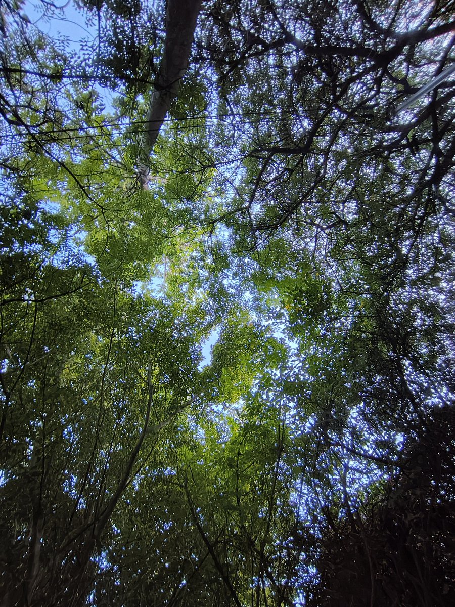 stkchs's tweet photo. 15mm.
@cmfbynothing Phone 2 Pro.

#withCMFPhone2Pro #CMFbyNothing
#CMFPhone2Pro #NothingCommunity https://t.co/ZHIT8xmoQv