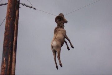 granotil_'s tweet image. Cosas que nadie entiende cómo llegaron ahí.