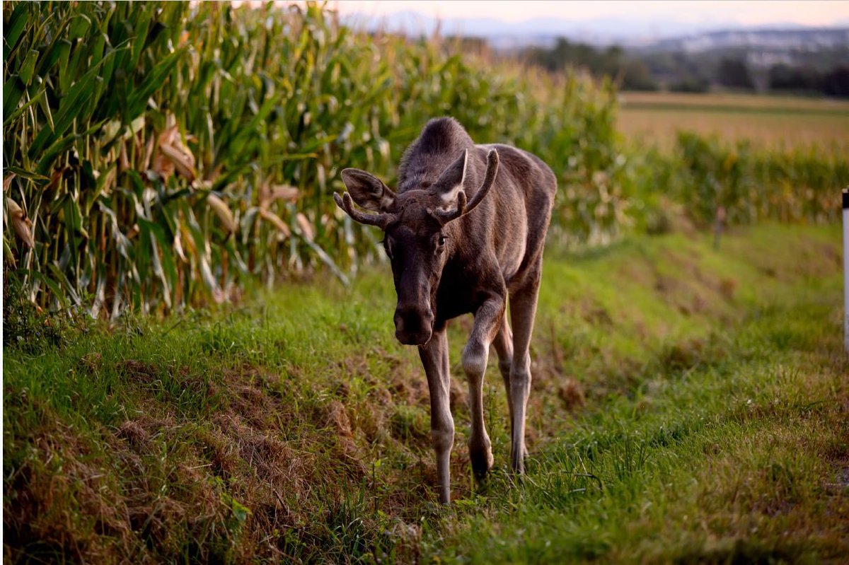 Ich habe DIE schwedische Elchforscherin interviewt, die alles über unseren "Emil" weiß - Dozentin Dr. Wiebke Neumann sagt auch, wie Österreich mit dem Überraschungsgast umgehen soll - morgen in der #Krone und auf <a href="/krone_at/">Kronen Zeitung</a>  [Krone+] Foto: Imre Antal