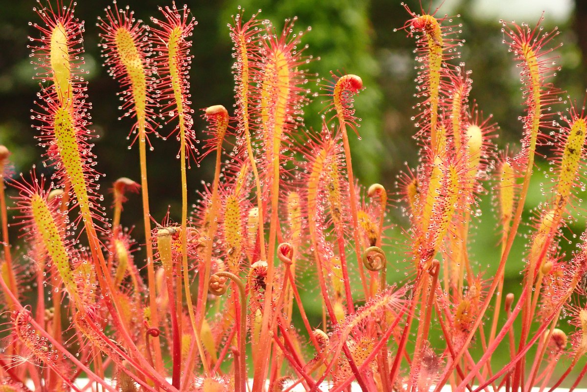 自己主張する植物 植物は〈知性〉をもっている 20の感覚で思考する生命システム