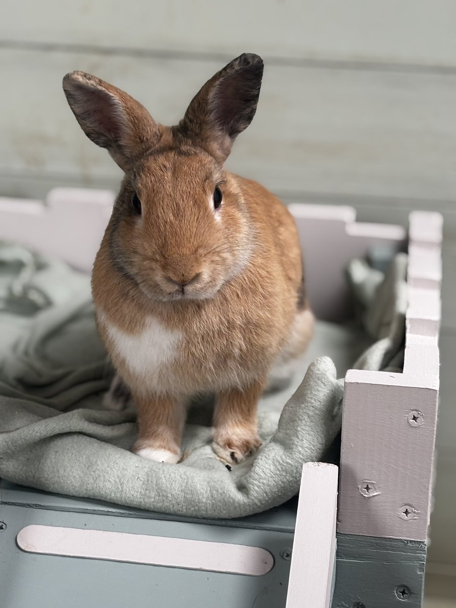 Carrot Cottage Rabbit Rescue tweet media