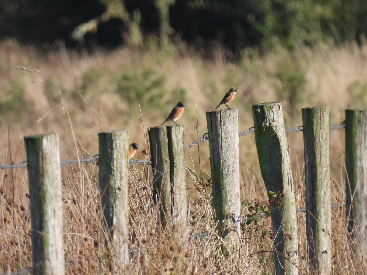 Even daarna kwamen de roodborsttapuitjes. (met een verstopt paapje onder)