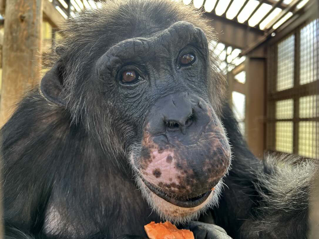 Happy Birthday, Mike, from Terry! -  chimpsnw.org/2025/09/happy-…