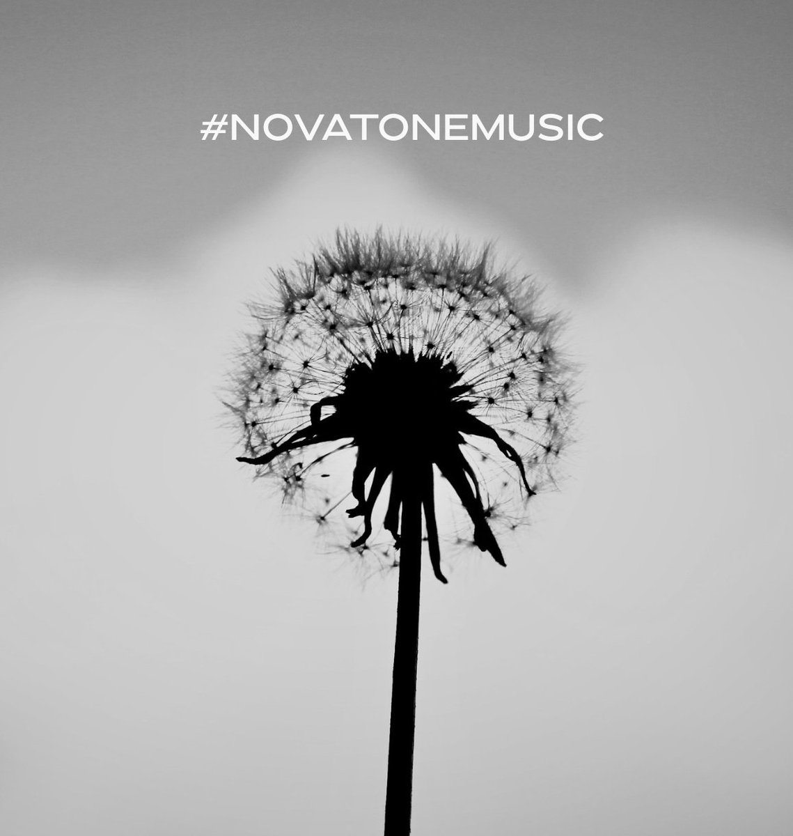 Novatone tweet media