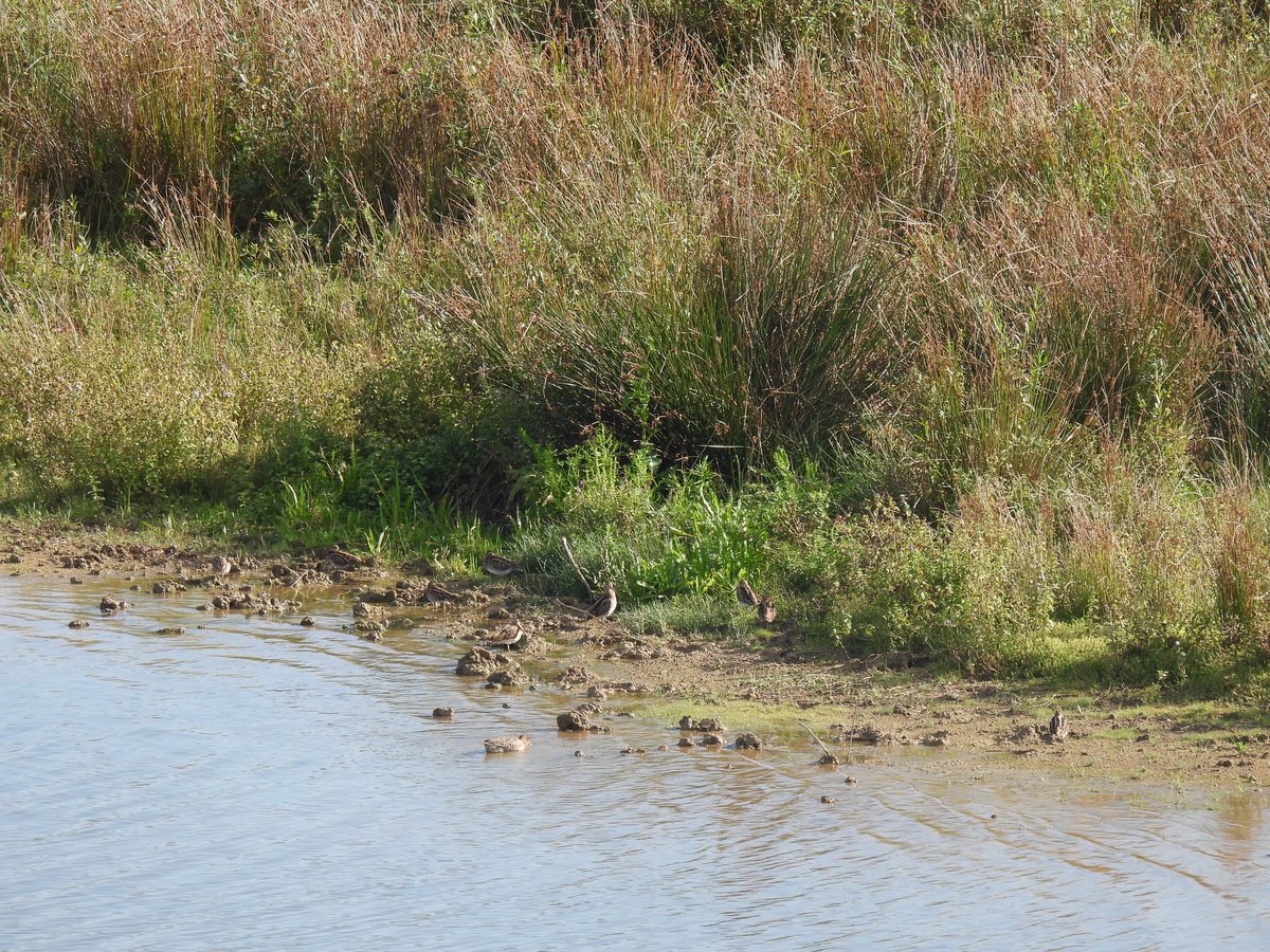 hoeveel watersnippen zie jij?
