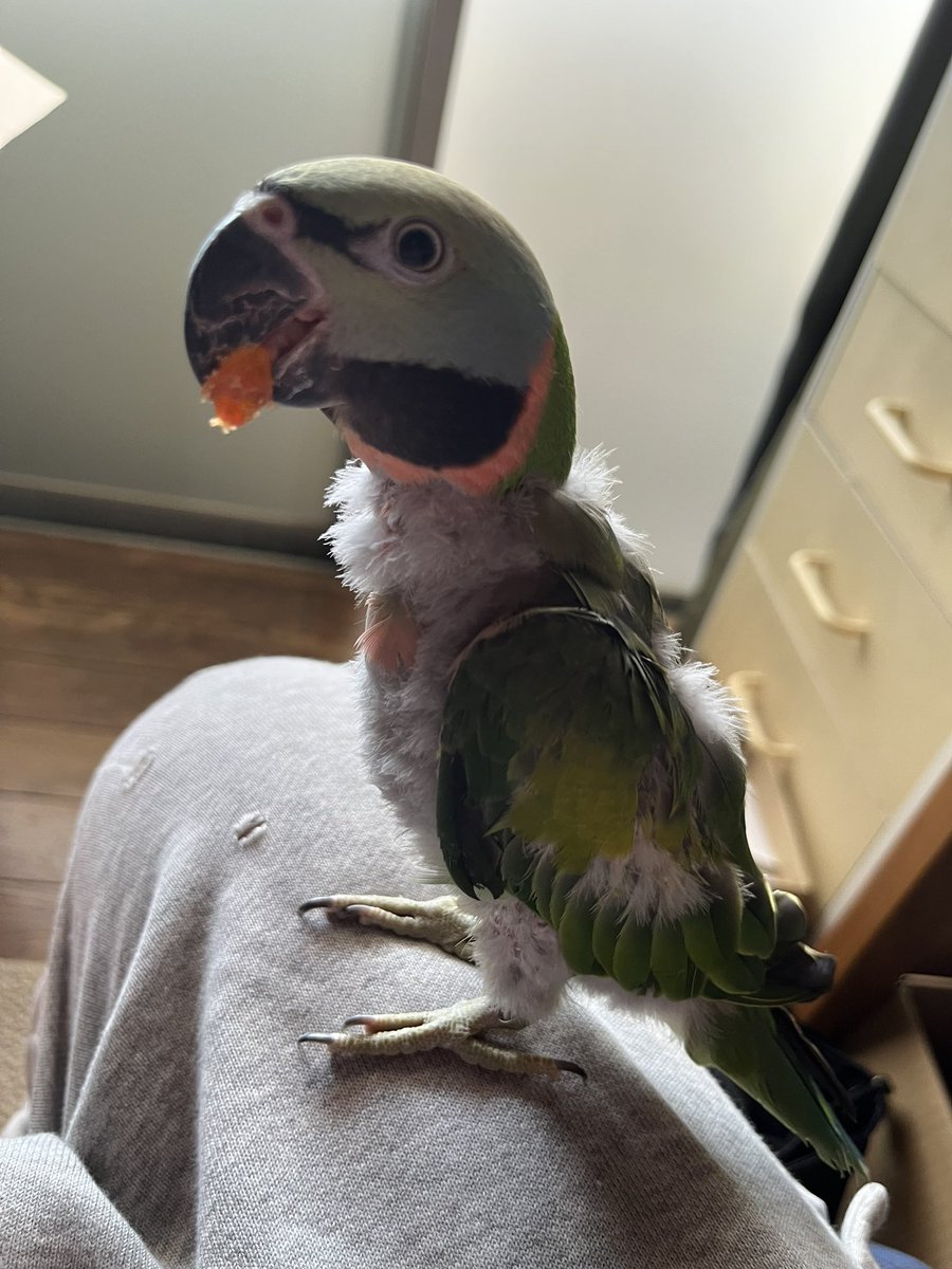 いつきちゃんを逃してしまってから６週間が経ちました。
日が暮れるのが早くなりポスティングの時間が短くなっていくのがもどかしいです。
会える日を信じて地道にポスティングを続けます。
拡散してくださり大変感謝しています。
#名古屋市
#インコ
#迷子
#保護
#目撃
#公園
#河川敷
#千種区
#名東区