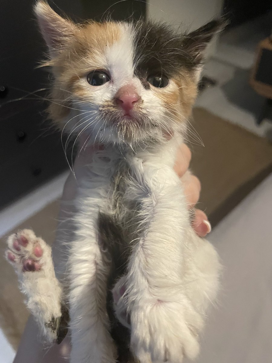 kikithehotwheel's tweet image. Küçük buk isteyen var mı?