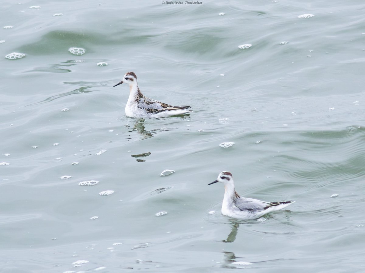 Some fantastic views of the 2 Grey Phalaropes  at Staines Reservoirs today morning. More images in the <a href="/Team_eBird/">eBird</a> checklist: 

ebird.org/checklist/S274…

<a href="/SurreyBirdNews/">SurreyBirdClubNews</a> #londonbirds