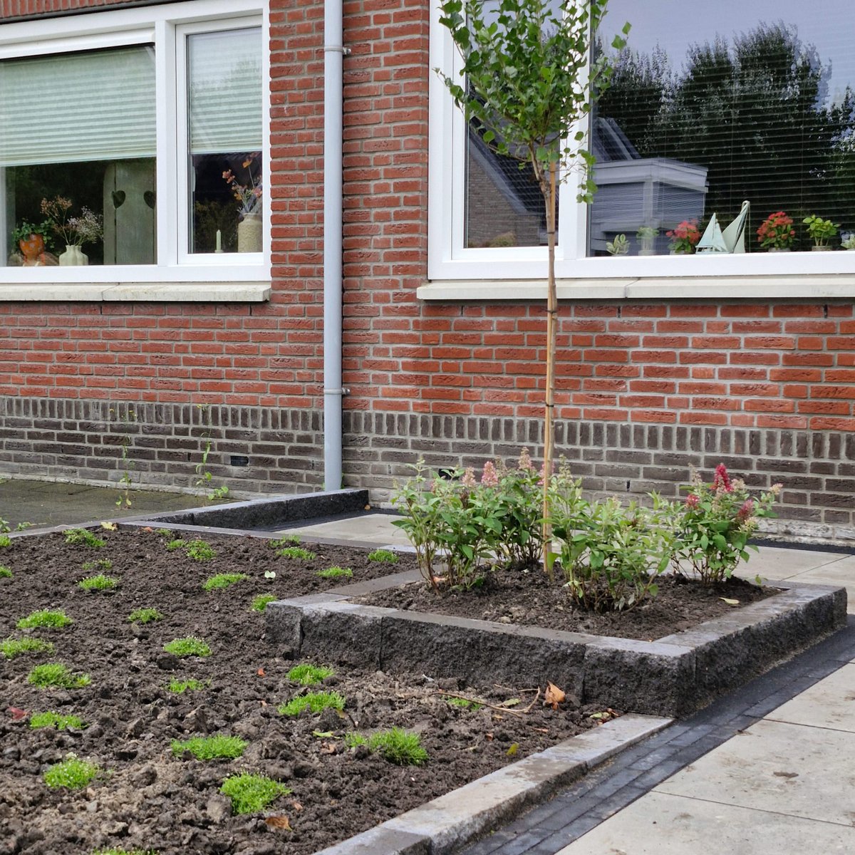 🌱 In Emmeloord mochten we in de woonwijk Emmelhage een nieuwe voortuin aanleggen. Deze klant zag er naar uit dat zijn voortuin een grondige metamorfose kreeg. Het grind eruit, en daarvoor in de plaats Sagina subulata aangeplant waardoor er een mooi groen "tapijt" ontstaat.