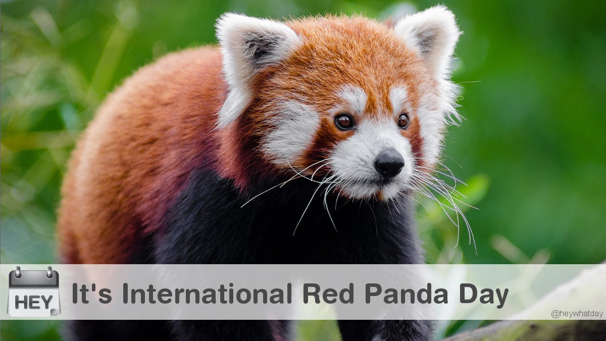 HeyWhatDay's tweet image. It&apos;s International Red Panda Day! 
#InternationalRedPandaDay #RedPandaDay #IRPD2025