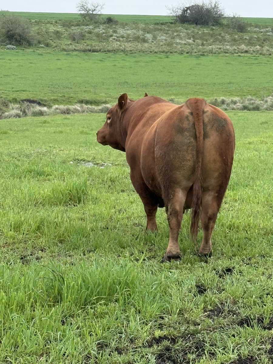 Tremendo hijo de Vicente usado x la cabaña  en 2 entores consecutivos y ahora venta 100 % en Genética con Marca <a href="/ValdezyCia/">Valdez & Cia</a>  !! Viernes 26 en Don Tito