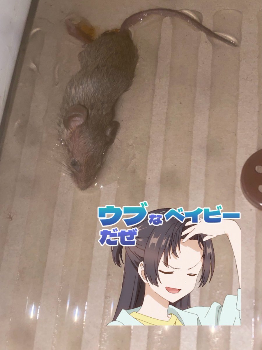 とある日のネズミちゃん