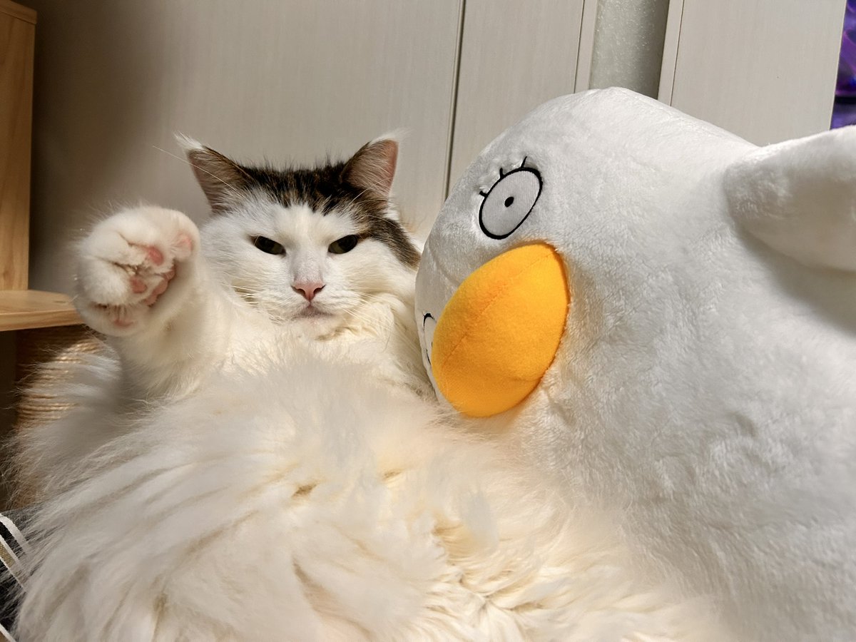 NoruKonbu's tweet photo. エリザベスと俺様😁

#ノルウェージャンフォレストキャット
#雄猫6歳7ヶ月
#猫好きさんと繋がりたい
#エリザベス
#銀魂 https://t.co/TtbSh92aMi