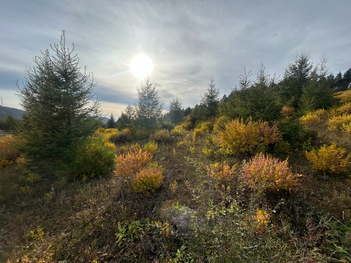 Ruby_Saturn's tweet photo. Hiking in Baihua Mountain Natural Scenic Area.
百花草甸-百花山主峰徒步
2025.09.20 https://t.co/AHw4VgjXcq