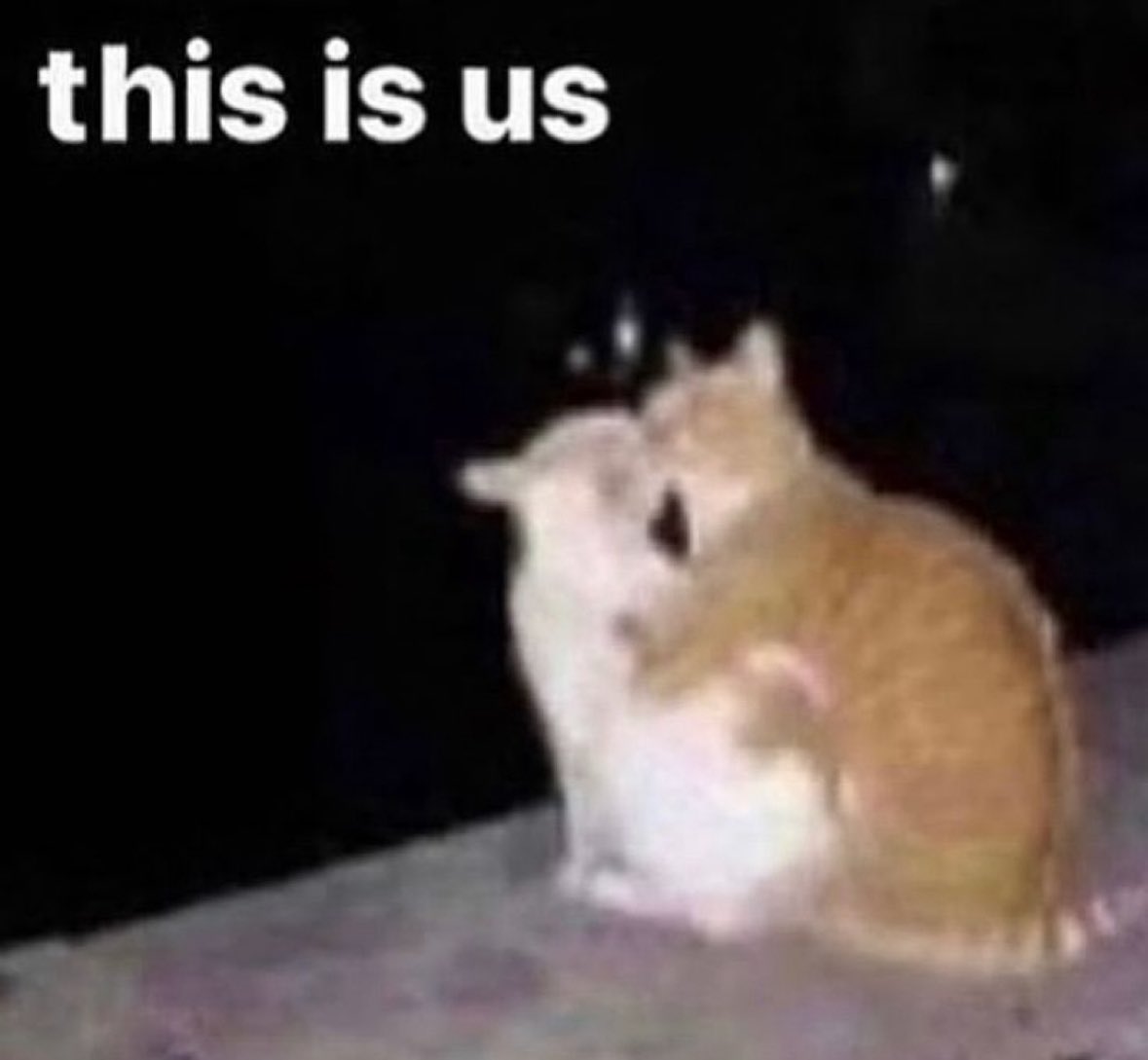 More Cats (@evenmorecats) on Twitter photo 