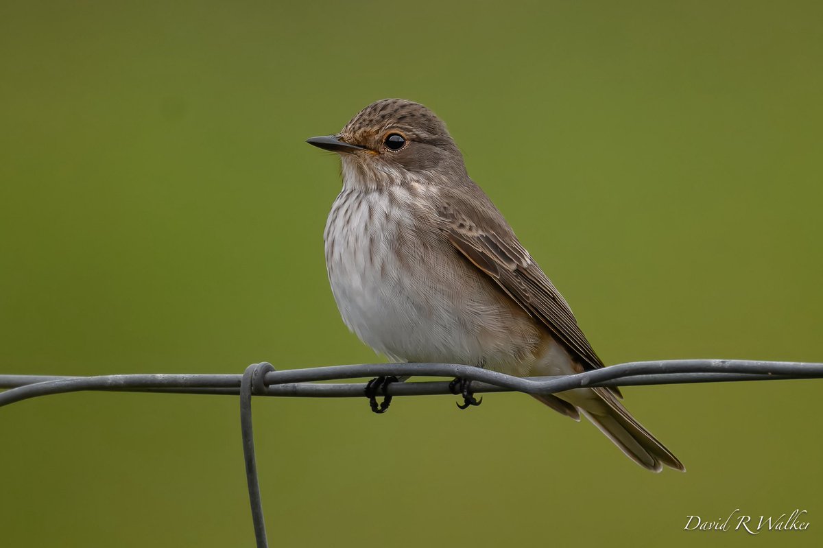 David Walker tweet media