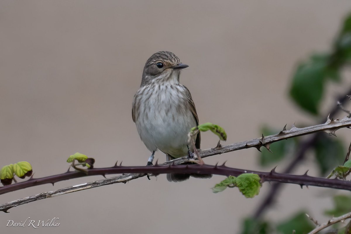 David Walker tweet media