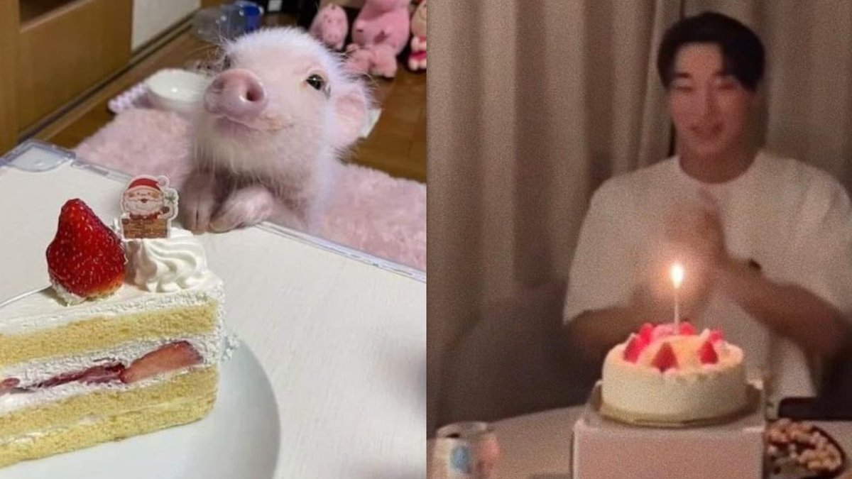 hmooaud_'s tweet photo. #sanlittlepig https://t.co/zBIhqijCkU