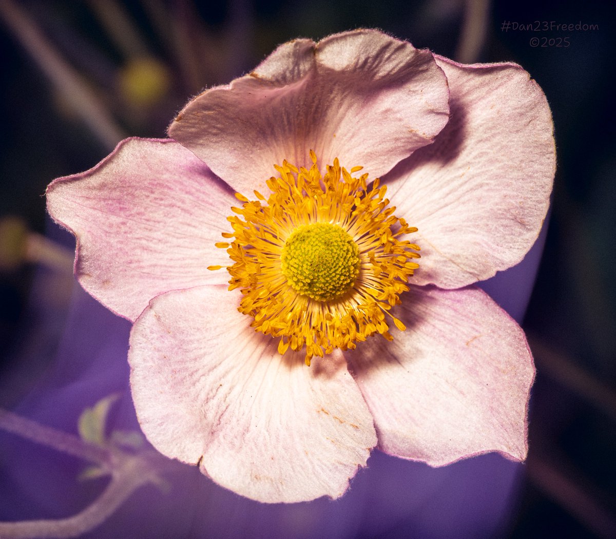 dan23freedom's tweet photo. Caught in a Purple Haze
·
📷 0.4 sec at f/18, ISO 200, 90 mm macro —👤 #dan23freedom
#Photography #Flowers #Garden #ShutterDrag #MacroPhotography #FlowerArt #LuminousBloom #EtherealNature #MovementTrails #Anemone #PurpleHaze #CreativePhotography #PetalGlow https://t.co/7Rs5R4s6GM