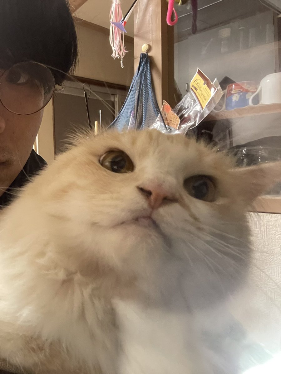 とりあえず元気になっております、ネタ作りとかするぞー