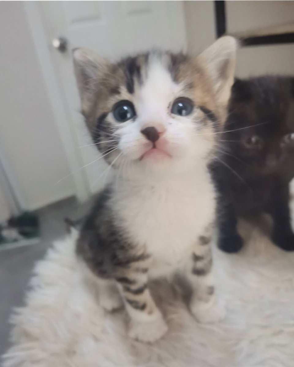Masum Gözler (@masum_gozler) on Twitter photo Kedi Vini 🌟
Henüz minicik bir bebek olan Vini, İstanbul’da sıcacık bir yuva arıyor.
Bir Yuva, Bir Ömür
5449557689
#kediVini
<a href="/Engelsizpati/">Engelsizpatilereyuva 🐾</a> Kedi Vini 🌟
Henüz minicik bir bebek olan Vini, İstanbul’da sıcacık bir yuva arıyor.
Bir Yuva, Bir Ömür
5449557689
#kediVini
<a href="/Engelsizpati/">Engelsizpatilereyuva 🐾</a>