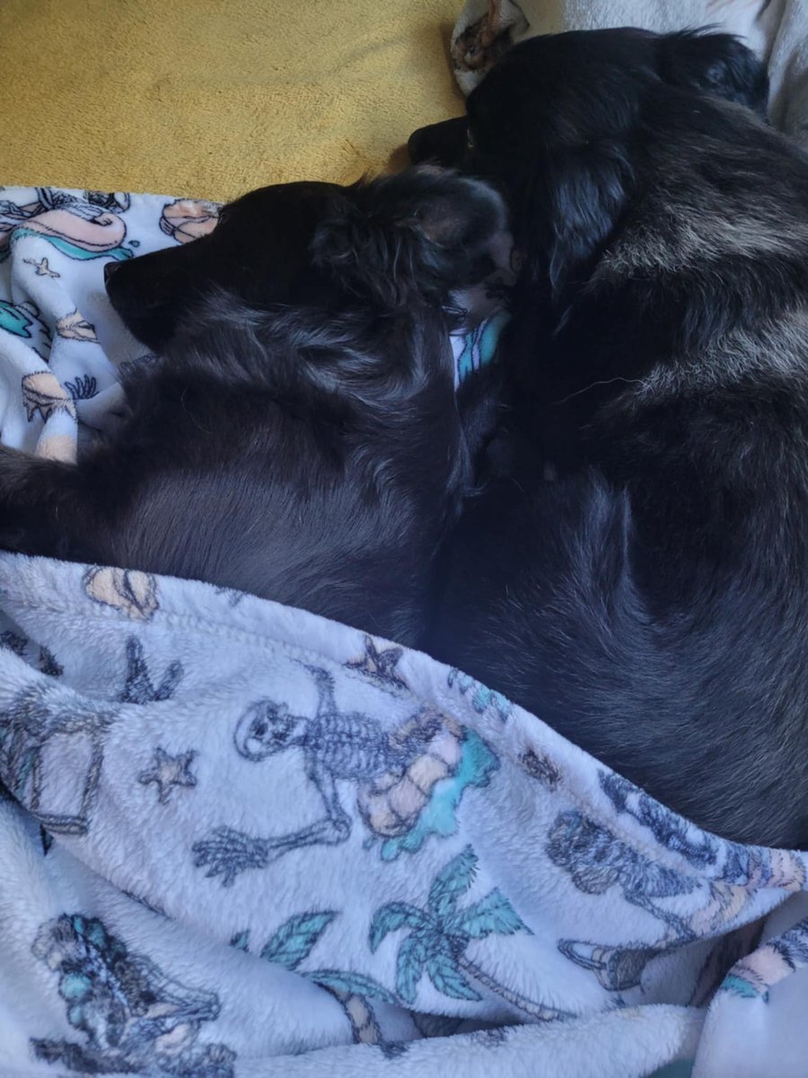 Webster is 1.5 years old, small, 9kgs. He is like a baby. He will sit with you all day and just wants love. A perfect lap dog. He loves his plush toys to cuddle too. Happily lives with children. Neither are cat tested. They are both great on a lead
finalstoprescue.co.uk
#Kent
