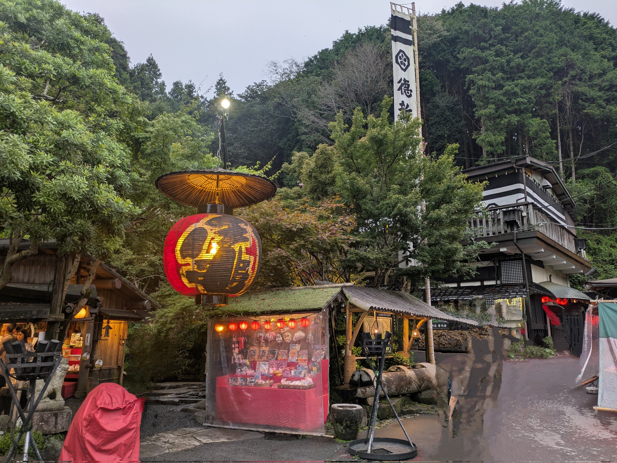 夏水仙・三種のすみれ・バイモのご確認です♫ 夏水仙・三種のすみれ・バイモのご確認です♫