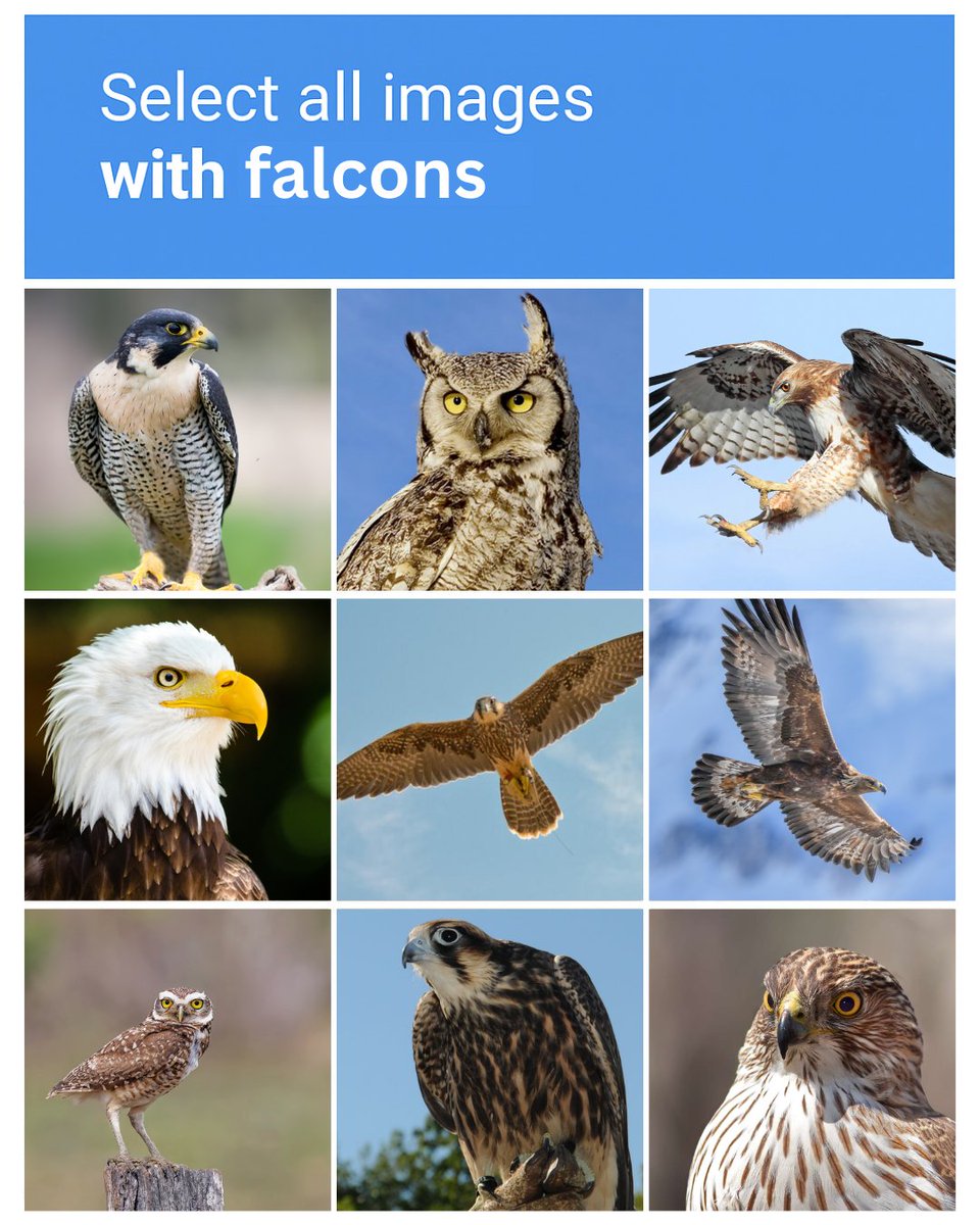 Falcon Finance (@falconstable) on Twitter photo 