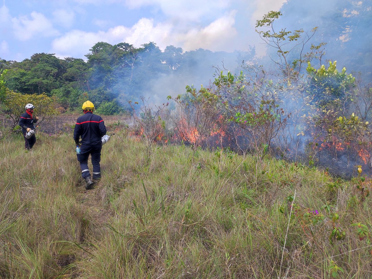 Derniers #brulagedirigé 🔥🌿🌴🪾 pour les 🧑‍🚒 <a href="/Sdis973/">SDIS973 Officiel</a>  sur les parcelles <a href="/CNES/">CNES</a> avec le concours des formateurs <a href="/SecCivileFrance/">Sécurité Civile</a> <a href="/SDIS66/">SDIS 66</a> <a href="/pompiersdugard/">Sapeurs Pompiers du Gard</a> <a href="/PompiersHerault/">Pompiers 34 🇫🇷</a>