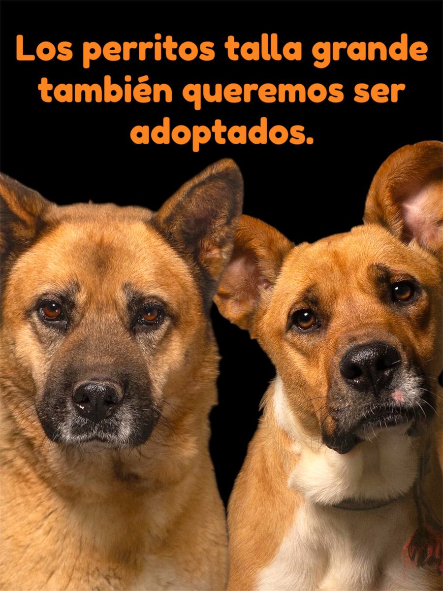 Lilo y Canela en más de un año jamás han recibido ninguna solicitud para adoptarlas,tampoco nadie se ha interesado ni siquiera en conocerlas.🥺

La gran mayoría de perritos rescatados son talla grande,ellos también quieren y necesitan una familia.
Por favor,denles una