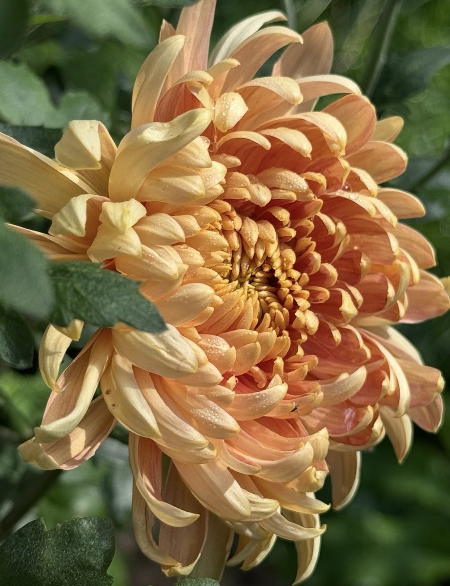 Looking beautiful in the sunshine. ☀️