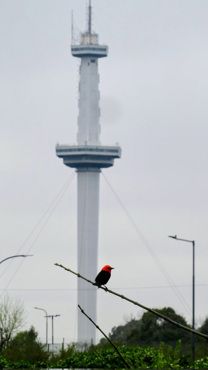 Federales en Villa Soldati.