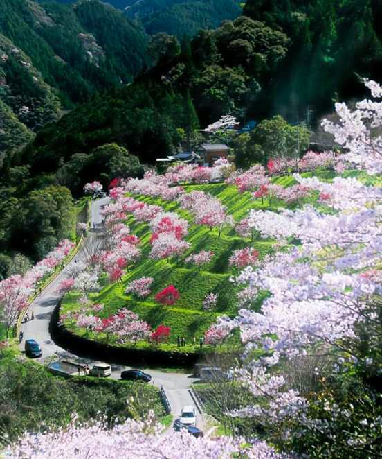 عن بريدة بن الحصيب الأسلمي رضي الله عنه قال :

سمعَ النبي ﷺ  رجلًا يقول : 

اللهم إني أسألك بأنك أنت الله الأحد الصمد ، الذي لم يلد ولم يولد ، ولم يكن له كفوًا أحد . 

فقال ﷺ : لقد سأل الله باسمه الأعظم ، الذي إذاسُئِلَ بِهِ أعطى ، وإذا دُعِيَ بِهِ أجاب