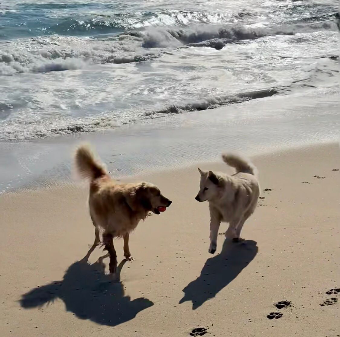 The beach with a dog is not only a scenery, but also the answer to life.