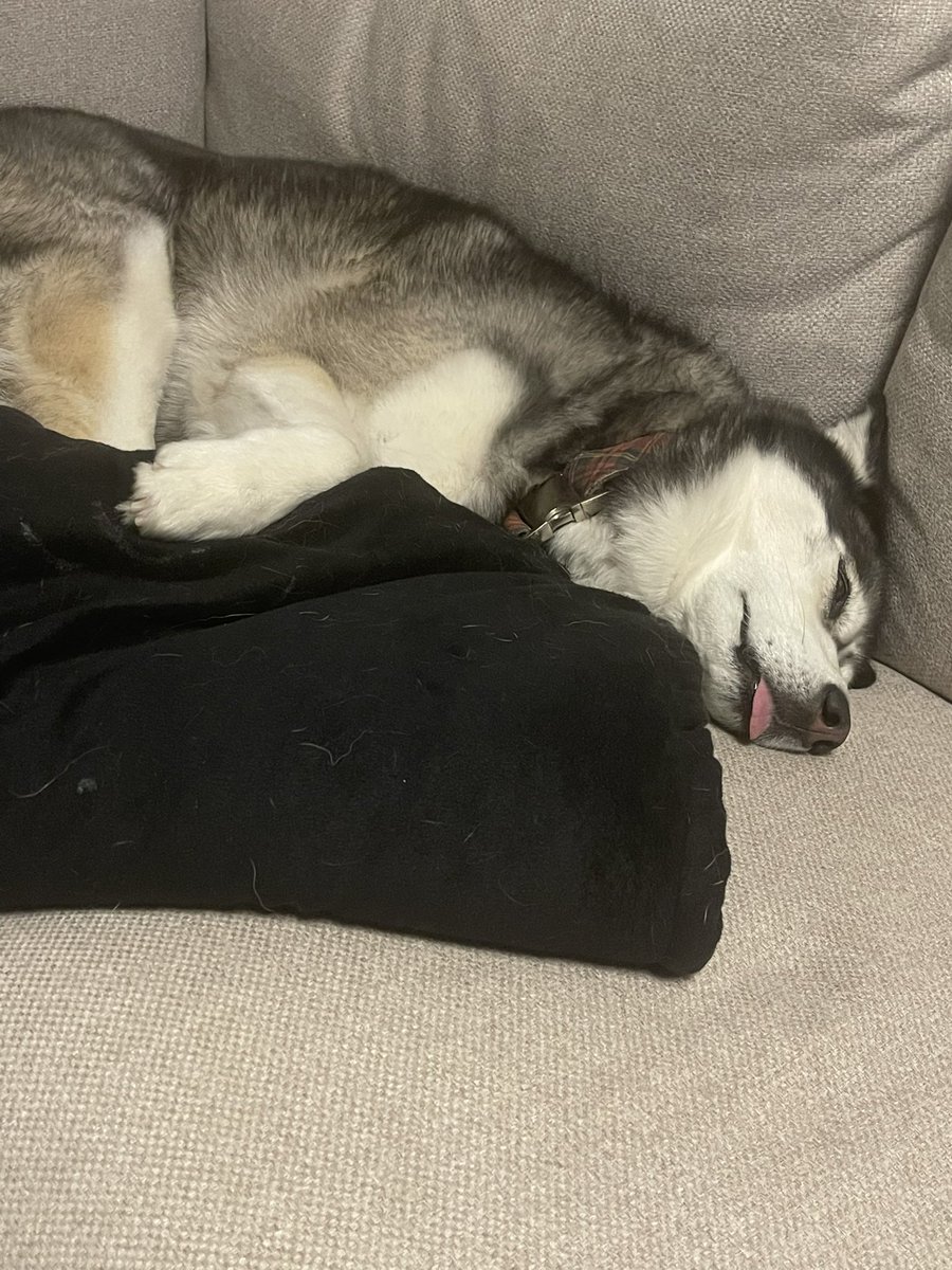 Vaya siestecita caen los sábados 😎 ¿Cuál os parece más adorable durmiendo? Yo es que no supero la lenguita de Sif xd