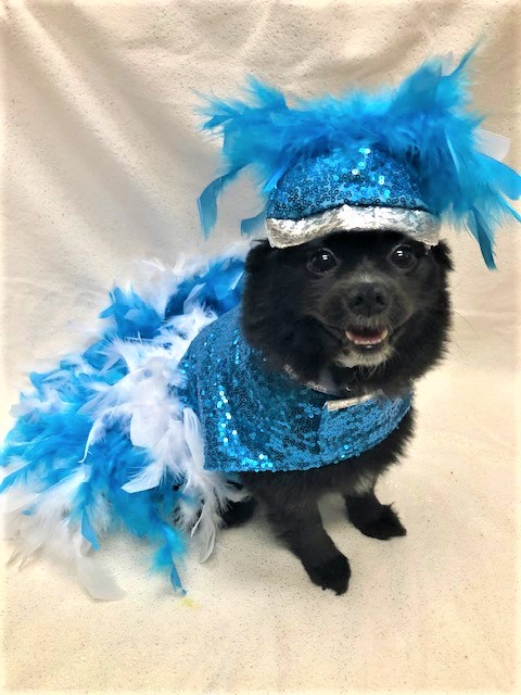 Today is International Dance Day. I'm ready. Who wants to dance?
#DogsofTwitter #TaterTotSquad