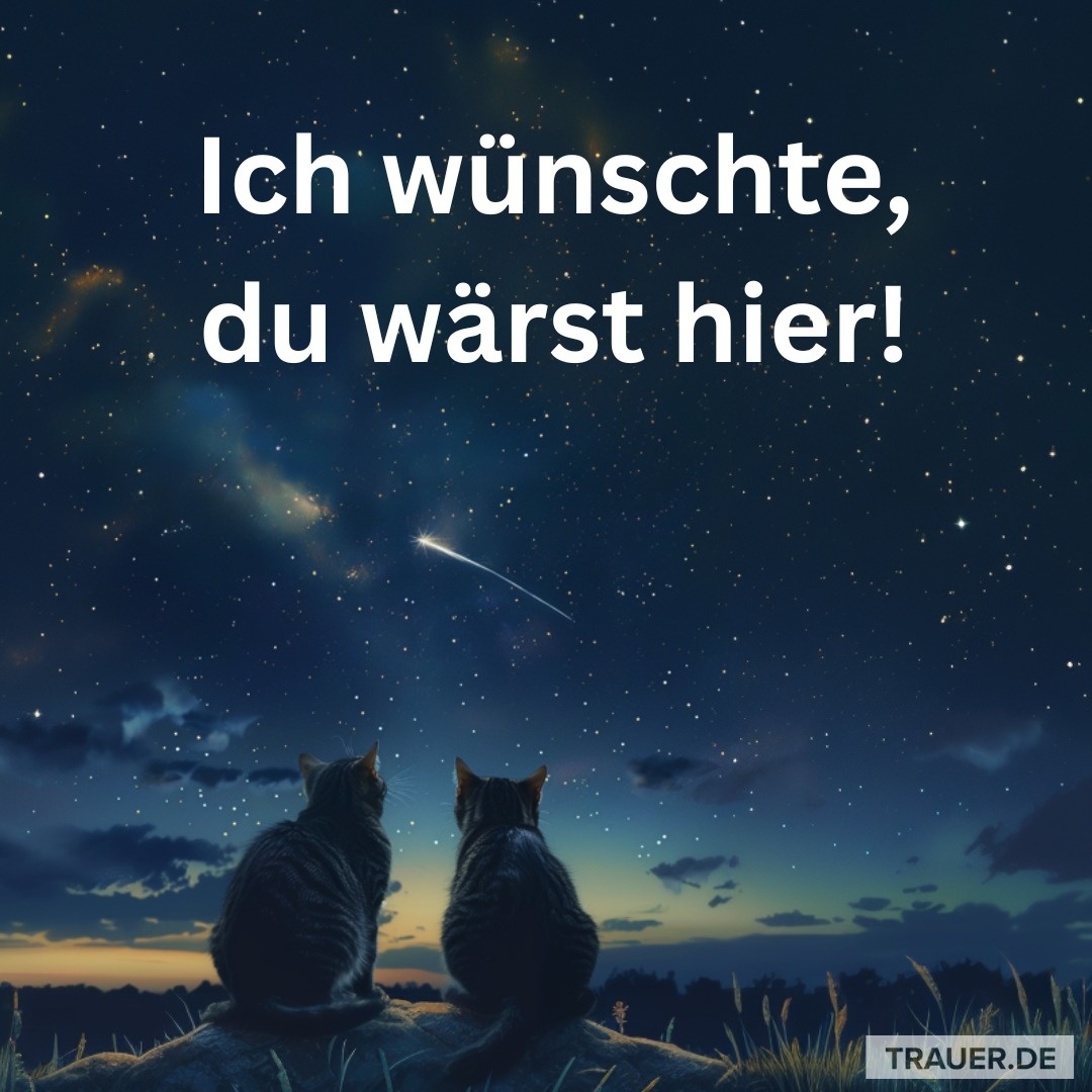 Trauer_de's tweet image. Ich schaue in den Himmel
und wünsche mir nur eins:
Dass du wieder neben mir sitzt.
#Trauer #DuFehlst #IchWünschteDuWärstHier #ErinnerungBleibt