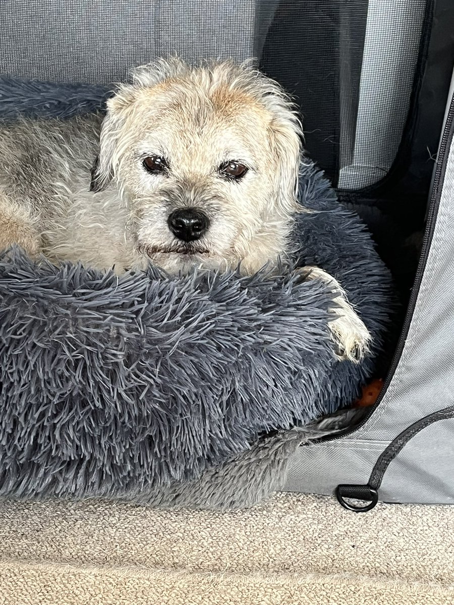 Ive been to see a lovely lady who cleans teeth ultrasonically without the need for anaesthetic. I have pearly white teeth and no grogginess……result.