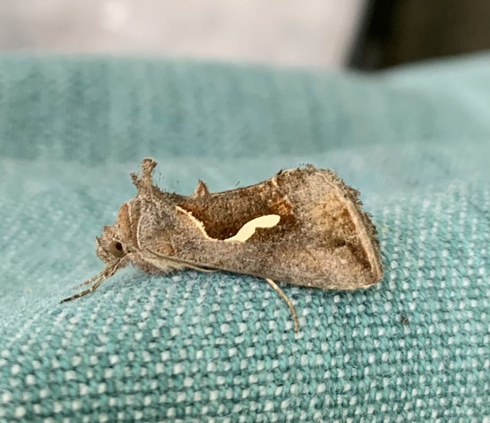 Finally caught Dewick’s Plusia in the garden trap (Rainham, Kent) last night.