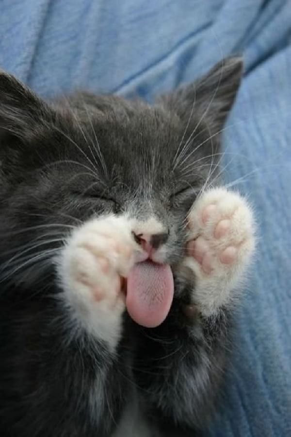 Cat is Amazing 🐈‍⬛ (@amazingcatss) on Twitter photo 