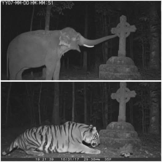 histories_arch's tweet photo. A unique and intriguing interaction between wildlife and a man-made structure, a cross, within a forest setting, likely at a monastery.... 

In the small town of Mysuru, India, a centuries-old monastery has long been known for a large cross standing just outside its walls. For decades, locals have whispered about something extraordinary: elephants, tigers, and even monkeys congregate at the cross, lingering around it as if in reverence.

A traveler, intrigued by the rumors, decided to investigate. He set up a hidden camera, and the footage stunned everyone: a herd of elephants paused during their journey, tigers brushed against a rock, and monkeys circled silently beneath it. When researchers reviewed the footage, they discovered something: even the foreign elephants altered their annual migration route just to stop at the cross. 

Scientists were baffled. To find answers, they spoke to the monks. The monastery revealed that the cross had been erected generations ago in honor of the man who founded the church. According to legend, he lived in harmony with the surrounding wildlife, even walking face-to-face with tigers without being attacked. Locals say he is buried beneath the spot where the cross now stands, and stories still circulate about his bond with the elephants that once roamed the forest. 

Whether the animals were drawn by something supernatural, or whether they somehow remembered a bond passed down through generations, no one can say for sure. But one thing is clear: this mystery reminds us how little we truly understand about the deeper connection between humans, animals, and nature.

© Reddit

#archaeohistories
