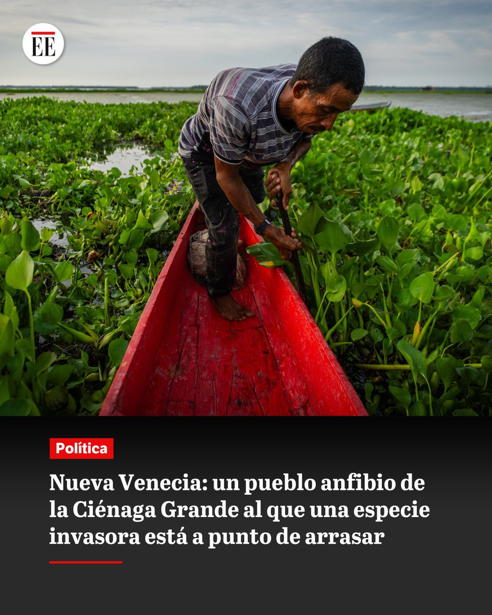 elespectador's tweet image. Este corregimiento del Magdalena está cercado por una planta invasora que ya se tomó más de 700 hectáreas de espejo de agua, atrapando basura y animales. La salud pública, la movilidad y la economía del pueblo pesquero están en riesgo👉trib.al/oIfcl6W