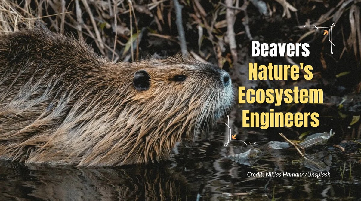 FOREDBC's tweet image. 🦫 Beavers: Nature’s Ecosystem Engineers 🌿

A Finnish study shows beaver-shaped wetlands and meadows can increase habitat suitability nearly 10x in 54 years, supporting moose, voles &amp;amp; diving beetles. 

🔗 More Details: ow.ly/c0oV50WXhp3
@bcwildlife
#foredbc #beavers