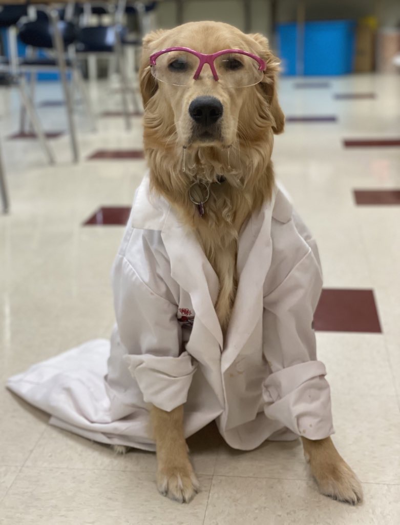This all lead the team to conclude the dogs were thinking about thinking.
They DIDN'T have enough information to know where the reward was and thought about how they could get more information to find the reward.
So very, very cool and meta!