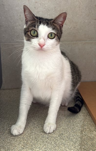 MidWeek (@midweekhawaii) on Twitter photo Booboo is a 7-pound, 1-year-old domestic shorthair mix who loves using her scratching post, chasing her feather wand and enjoying delicious treats. Meet Booboo 11 a.m.-6 p.m. daily at <a href="/hawaiianhumane/">Hawaiian Humane Society</a> Kosasa Family Campus. #midweekhawaii #hawaii #hawaiianhumanesociety Booboo is a 7-pound, 1-year-old domestic shorthair mix who loves using her scratching post, chasing her feather wand and enjoying delicious treats. Meet Booboo 11 a.m.-6 p.m. daily at <a href="/hawaiianhumane/">Hawaiian Humane Society</a> Kosasa Family Campus. #midweekhawaii #hawaii #hawaiianhumanesociety