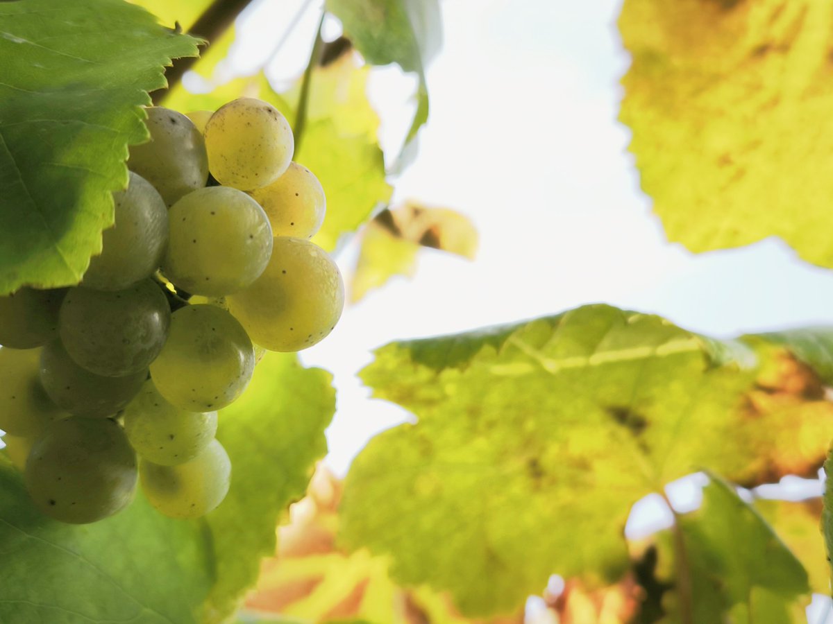 🍂☀️V O L V E    B I B L I O B A T E A ! 
🍇Como a vendima e a chuvia 🌦️ Agardamos ter boas colleitas de lecturas e saberes no outono que está a piques de comezar.... Moito ánimo e forza para a Comunidade Escolar neste curso💪💪
Adiante!☀️☀️