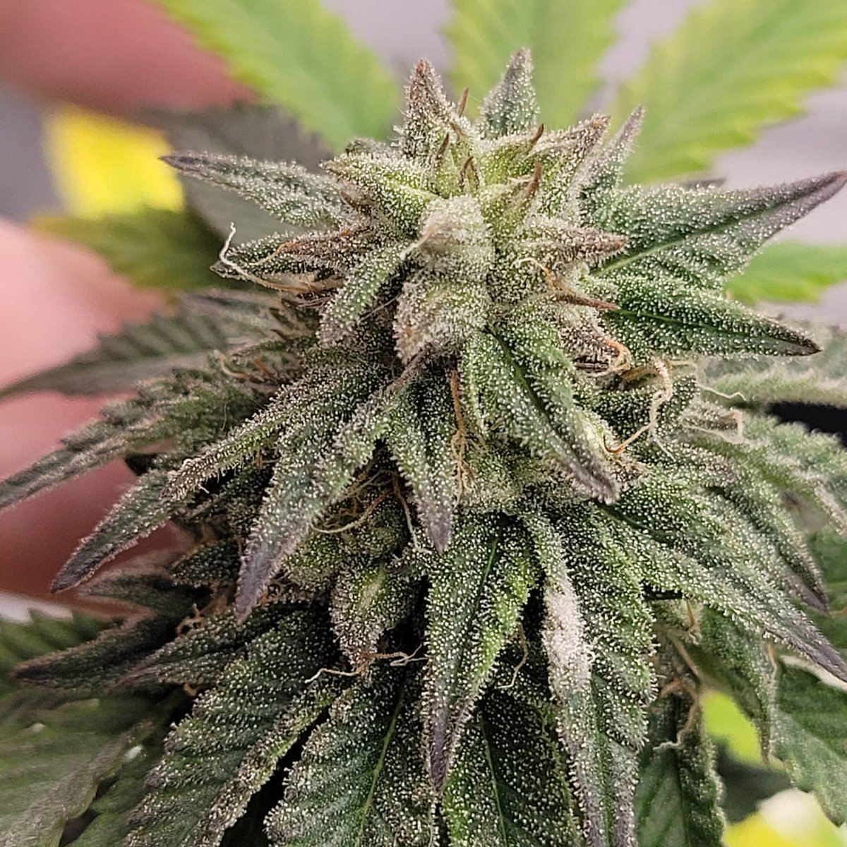 Restocktation's tweet image. Some reg crosses coming your way soon!
.
.
.
#andyappleseeds #cannabiscommunity #cannabis #terps #terpenes #thc #trichomes #trichomesfordays #weedseeds