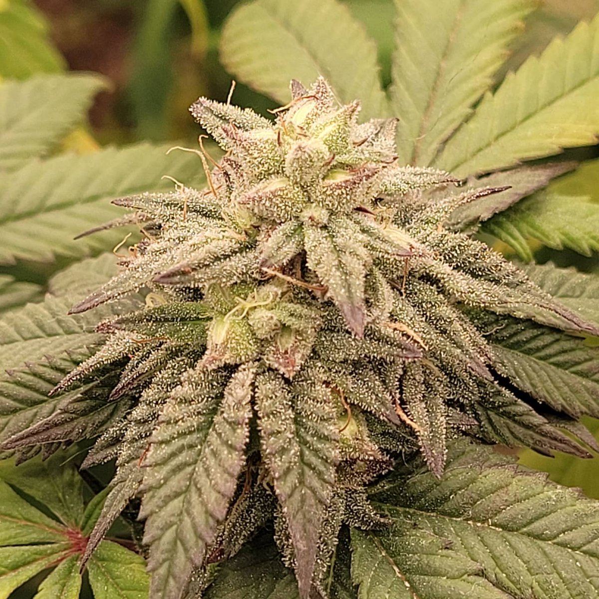 Restocktation's tweet image. Some reg crosses coming your way soon!
.
.
.
#andyappleseeds #cannabiscommunity #cannabis #terps #terpenes #thc #trichomes #trichomesfordays #weedseeds